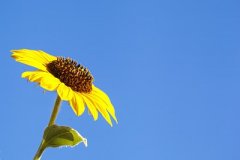  供應(yīng)過剩毛利下降油品產(chǎn)業(yè)鏈需要尋求新出路